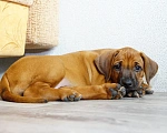 Собаки в Кумертау: Щенок родезийского риджбека Девочка, 90 000 руб. - фото 4