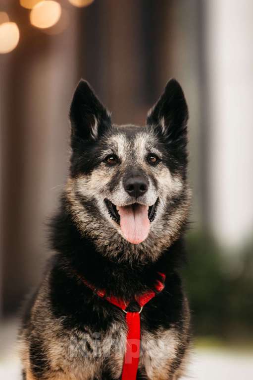 Собаки в Москве: Удивительная Крис ищет дом Девочка, Бесплатно - фото 4