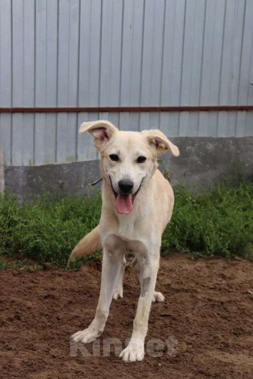 Собаки в Москве: Кнопочка в поисках родителей  Девочка, Бесплатно - фото 2