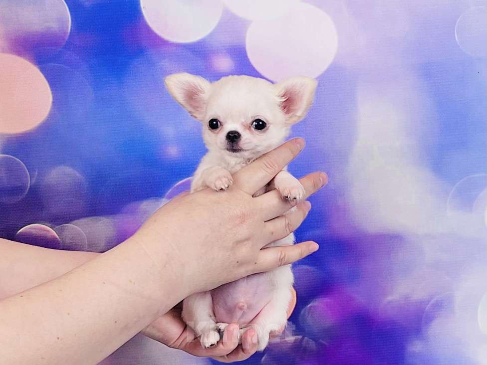 Собаки в Воронеже: Микро мальчик чихуахуа  Мальчик, 30 000 руб. - фото 2