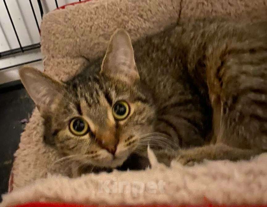 Кошки в Москве: Полосатый котенок Шуша Девочка, Бесплатно - фото 2