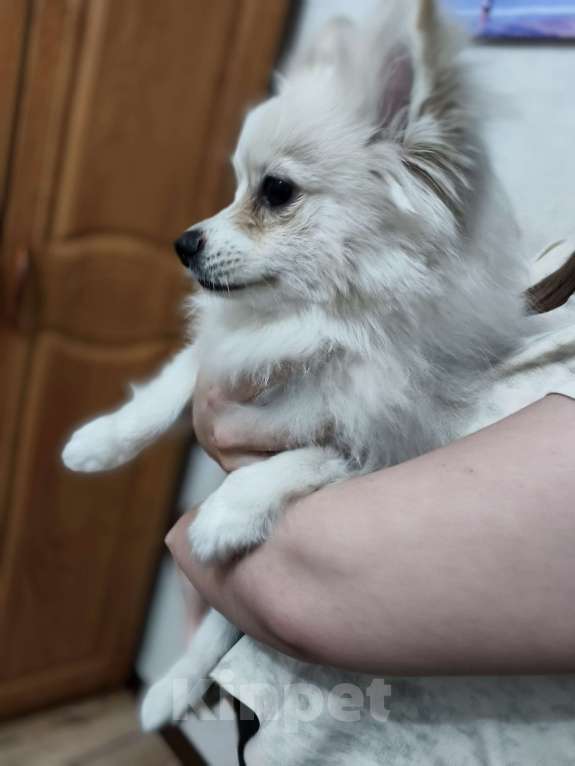 Собаки в Лиски: Продаю шпица Девочка, 7 500 руб. - фото 1