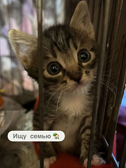 Объявление: Котенок маленький ищет дом, Бесплатно, Москва