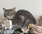 Кошки в Мурином: Отдается кот в добрые руки  Мальчик, Бесплатно - фото 2