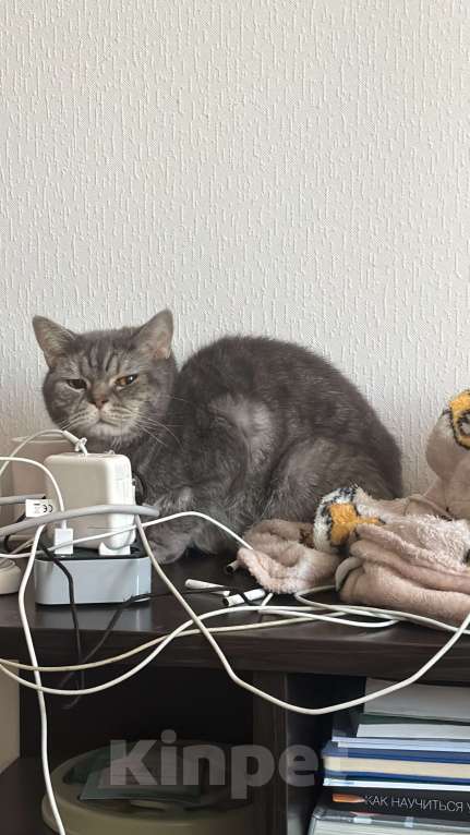 Кошки в Мурином: Отдается кот в добрые руки  Мальчик, Бесплатно - фото 2