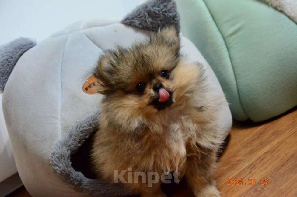 Собаки в Нижнем Новгороде: Мальчик Мальчик, 25 000 руб. - фото 4