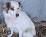 Собаки в Раменском: Пропала собака Девочка, Бесплатно - фото 4