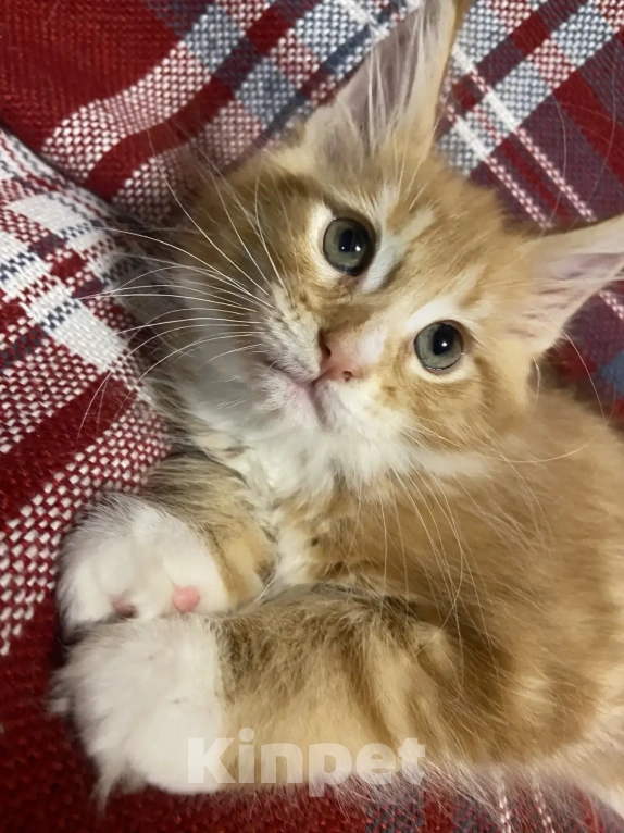 Кошки в Павловском Посаде: Мейкунята Девочка, 25 000 руб. - фото 6