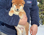 Собаки в Москве: Сиба-ину мальчик Мальчик, 50 000 руб. - фото 2
