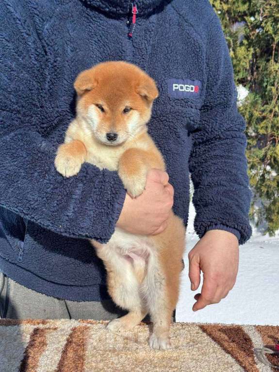 Собаки в Москве: Сиба-ину мальчик Мальчик, 50 000 руб. - фото 2