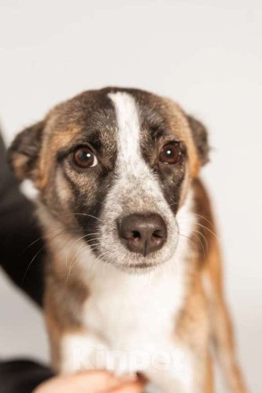 Собаки в Москве: Подстреленная малышка Салли ищет дом Девочка, 1 руб. - фото 6