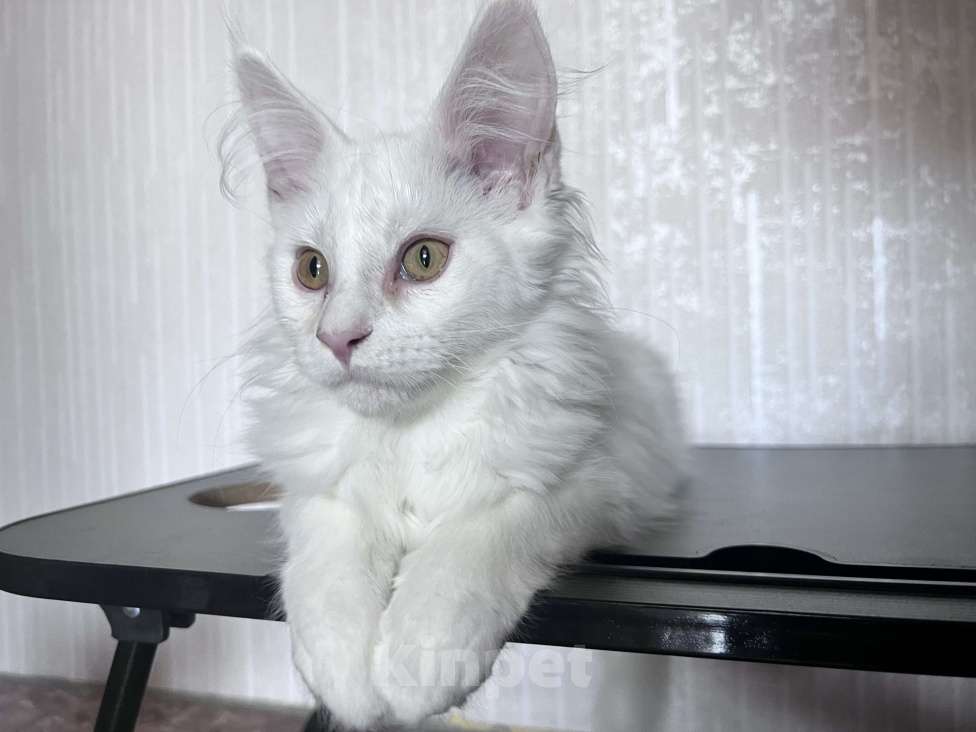 Кошки в Троицке: Продам котенка мейн-кун Мальчик, 18 000 руб. - фото 2