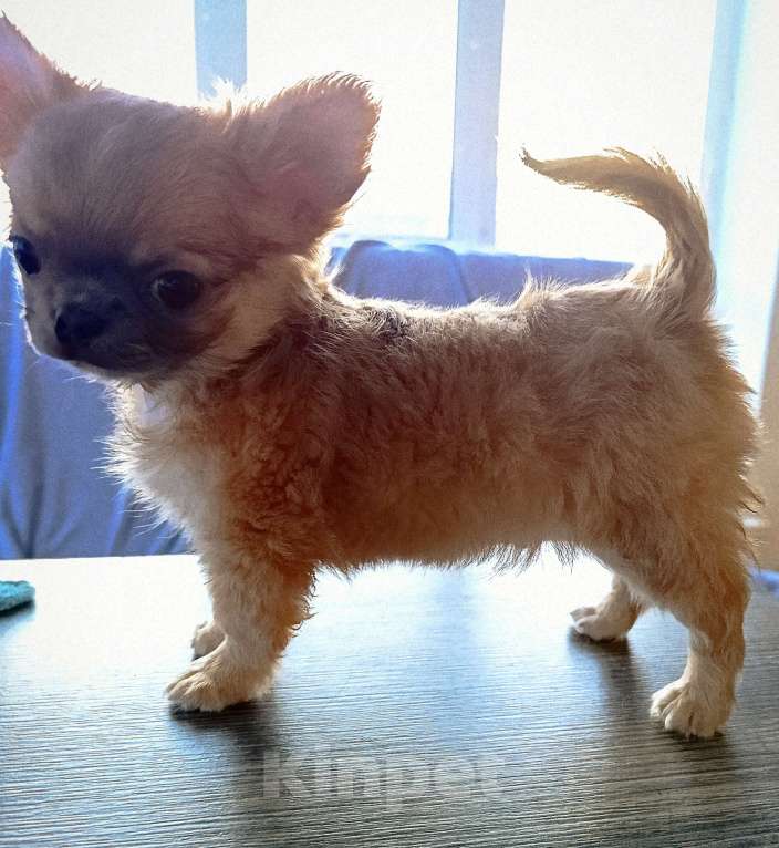 Собаки в Ярославле: Щенок чихуахуа Мальчик, 25 000 руб. - фото 4