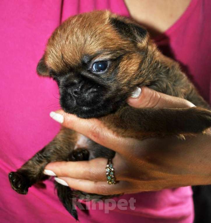 Собаки в Москве: Малый брабансон рыжая миниатюрная девочка Девочка, 60 000 руб. - фото 1