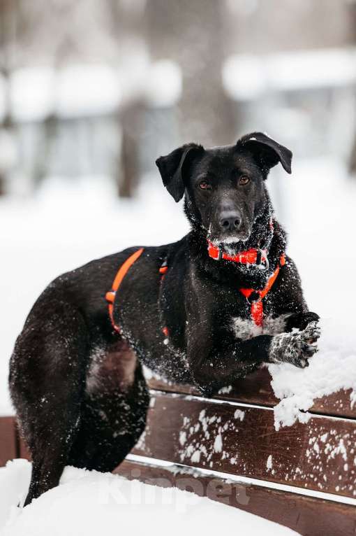 Собаки в Москве: Ваниль в поисках своей семьи! Девочка, Бесплатно - фото 5