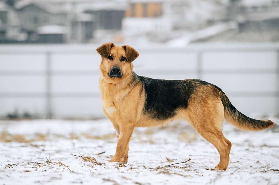 Собаки в Москве: Пита Девочка, Бесплатно - фото 3