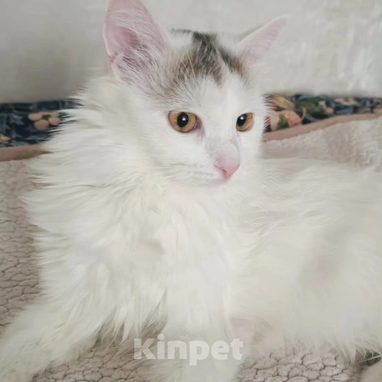 Кошки в Москве: Котенок Бяша хочет стать домашним Мальчик, Бесплатно - фото 5