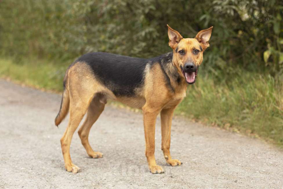 Собаки в Домодедово: Ищем дом чудесному малышу Гарику! Мальчик, 1 руб. - фото 4