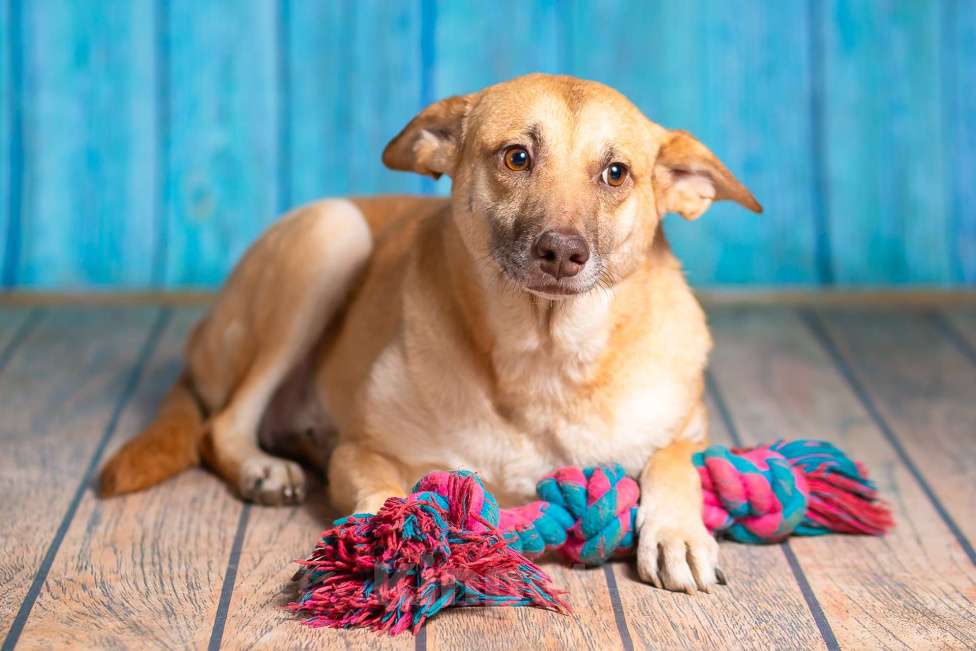 Собаки в Москве: Домашняя собака в поисках семьи Девочка, Бесплатно - фото 3