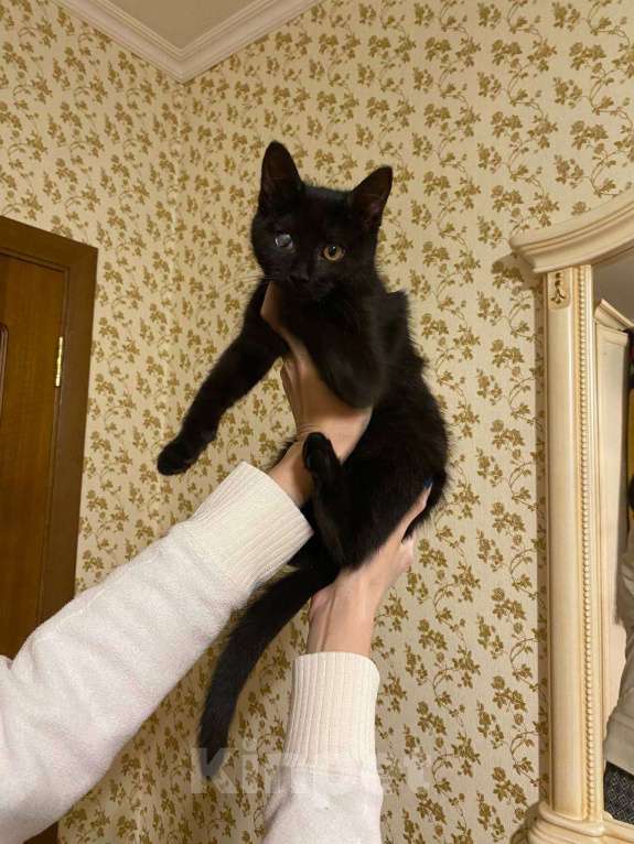 Кошки в Москве: котенок Смоуки ищет дом Девочка, Бесплатно - фото 2