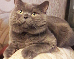 Кошки в Ижевске: Вязка британец, 800 руб. - фото 1