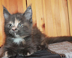 Кошки в Моздоке: Котята мейн кун, 15 000 руб. - фото 3