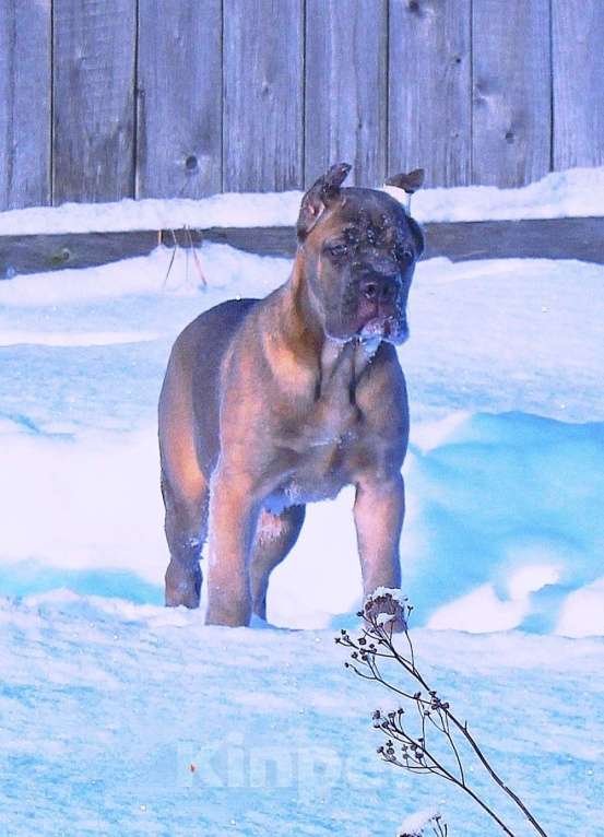 Собаки в Костроме: Два щенка кане корсо. Девочки Девочка, 60 000 руб. - фото 2