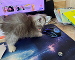 Кошки в Екатеринбурге: Кошечка шотландская скоттиш страйт Девочка, Бесплатно - фото 5