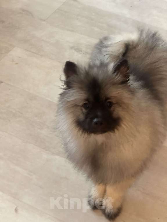 Собаки в Москве: Вольфшпиц КЕЕСХОНД Девочка, 100 000 руб. - фото 8