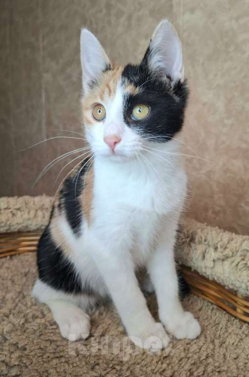 Кошки в Москве: Яркий котёнок в добрые руки  Девочка, Бесплатно - фото 10