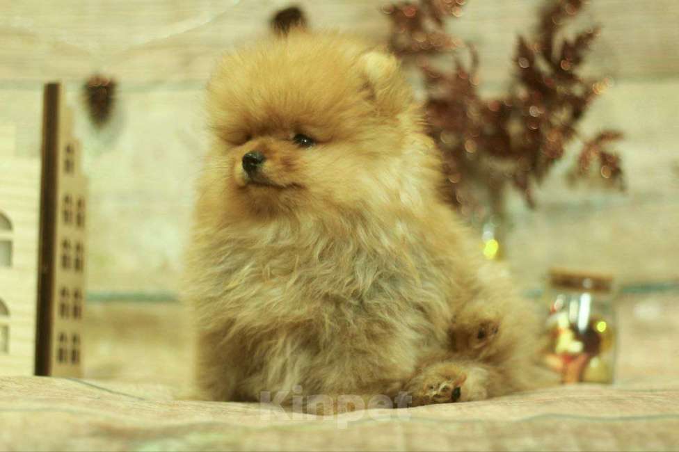 Собаки в Новосибирске: мини бро- Немецкий  шпиц  Мальчик, 40 000 руб. - фото 3