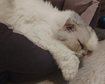 Кошки в Екатеринбурге: Кошка в добрые руки Девочка, Бесплатно - фото 2