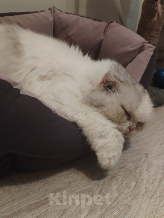 Кошки в Екатеринбурге: Кошка в добрые руки Девочка, Бесплатно - фото 2