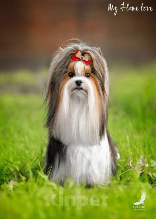 Собаки в Краснодаре: Высокопородный Чемпион для вязки Мальчик, Бесплатно - фото 2