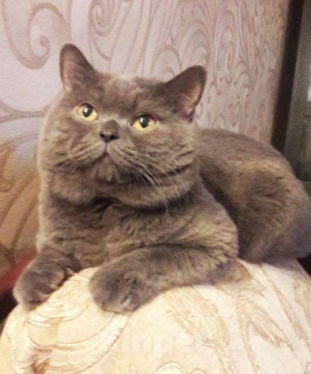 Кошки в Ижевске: Вязка британец, 800 руб. - фото 1
