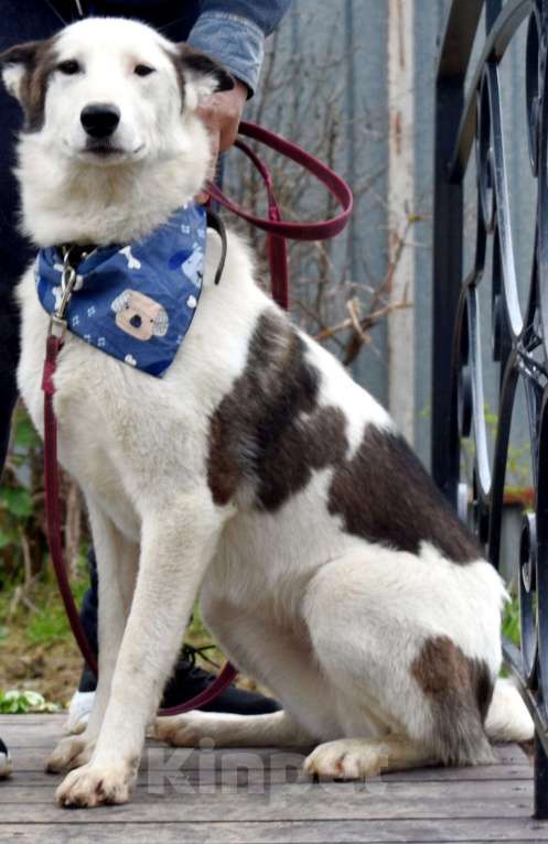 Собаки в Москве: Белая аристократка Бэлль в добрые руки Девочка, 1 руб. - фото 4