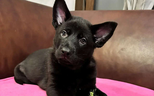 Щенки Немецкой овчарки