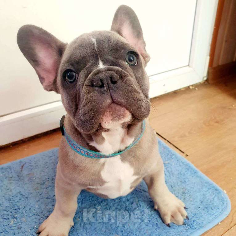 Собаки в Ковровом: Мальчик французского бульдога, со всеми документами  Мальчик, 85 000 руб. - фото 2
