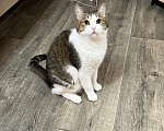Кошки в Казани: Отдам котиков в добрые руки 🐈🐈‍⬛ Мальчик, Бесплатно - фото 4