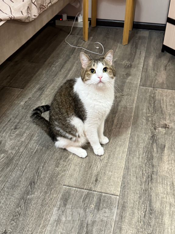 Кошки в Казани: Отдам котиков в добрые руки 🐈🐈‍⬛ Мальчик, Бесплатно - фото 4