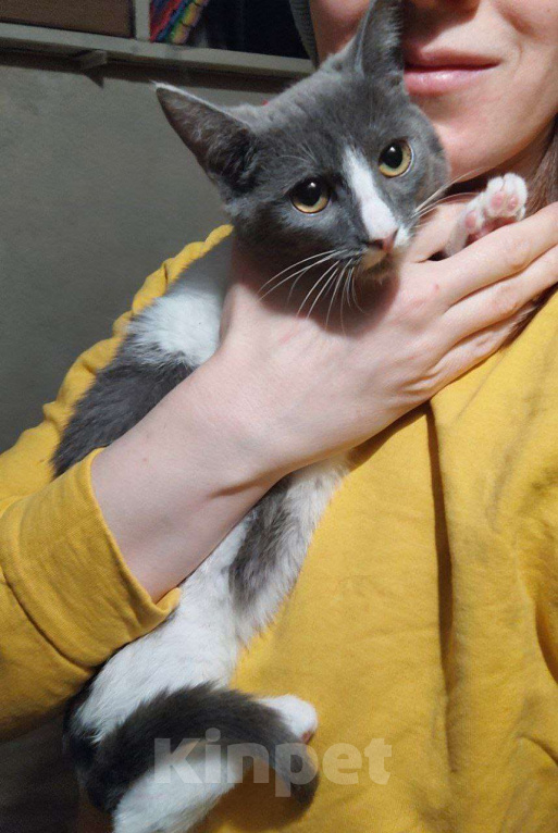 Кошки в Москве: Чудесная Нино ищет дом Девочка, Бесплатно - фото 1