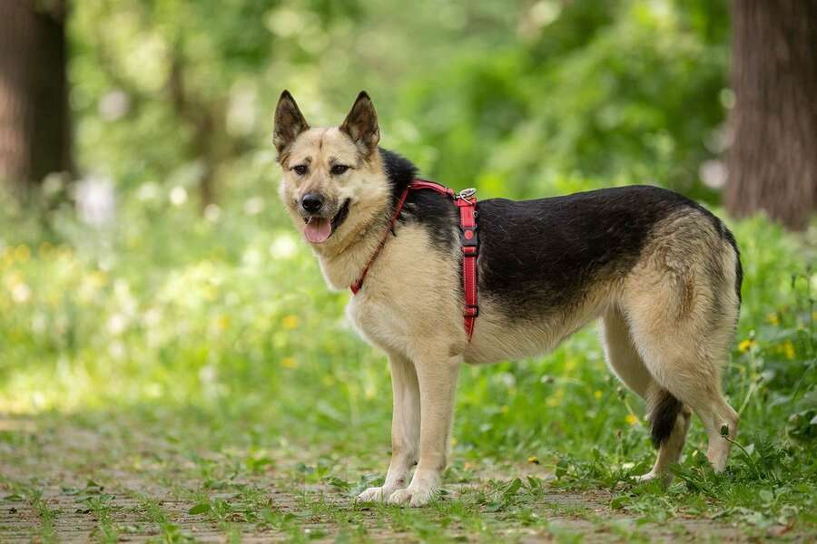 Собаки в Москве: Пеппи ищет дом. И ждёт его всей душой. Девочка, Бесплатно - фото 2