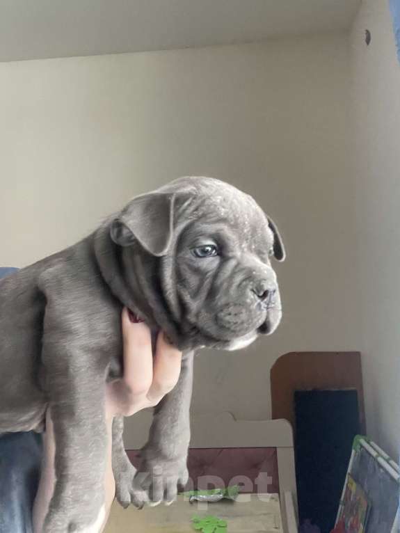 Собаки в Екатеринбурге: Американский булли, щенки Мальчик, 50 000 руб. - фото 3