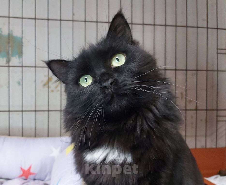 Кошки в Москве: Цицилия Девочка, Бесплатно - фото 6