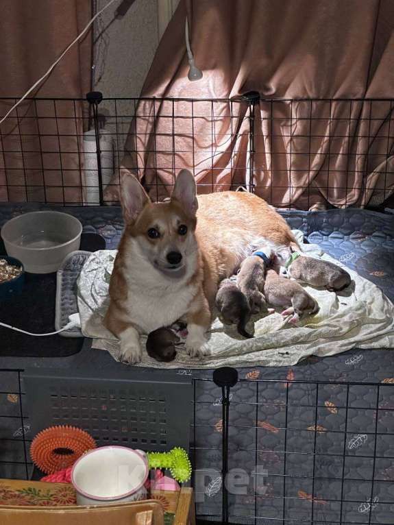 Собаки в Перми: Щенки Вельш-корги-пемброк Разнополые, Бесплатно - фото 5