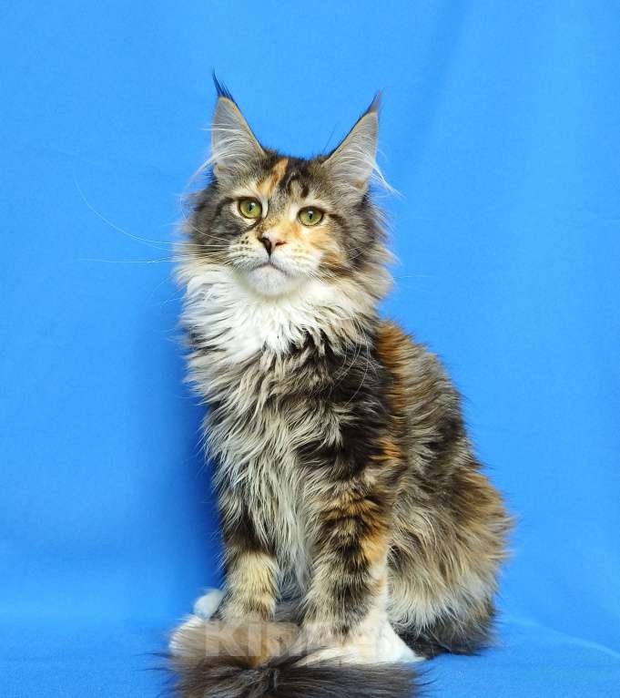 Кошки в Москве: Котёнок Мейн-кун полидакт Девочка, 80 000 руб. - фото 9