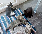 Кошки в Красноярске: Отдам котят Девочка, 5 руб. - фото 1
