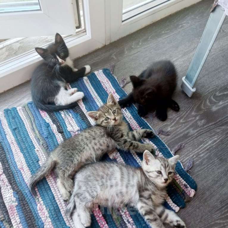 Кошки в Красноярске: Отдам котят Девочка, 5 руб. - фото 1