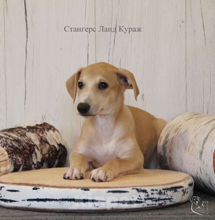 Собаки в Москве: Щенок уиппета от спортивной пары чемпионов Мальчик, 100 000 руб. - фото 2