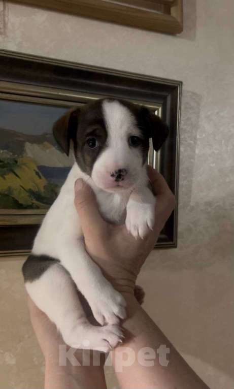 Собаки в Москве: Умка ждет свою семью, ищет добрый дом Девочка, Бесплатно - фото 1